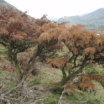 HRI Announces Research Effort to Combat Phytophthora austrocedri