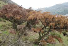 HRI Announces Research Effort to Combat Phytophthora austrocedri