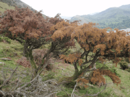 HRI Announces Research Effort to Combat Phytophthora austrocedri