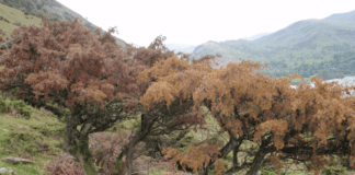 HRI Announces Research Effort to Combat Phytophthora austrocedri