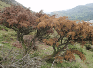 HRI Announces Research Effort to Combat Phytophthora austrocedri