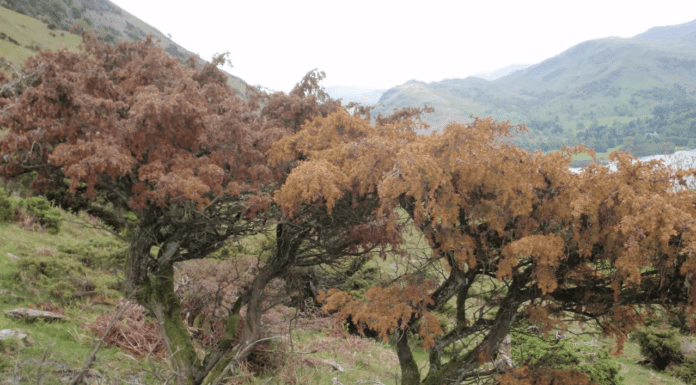 HRI Announces Research Effort to Combat Phytophthora austrocedri